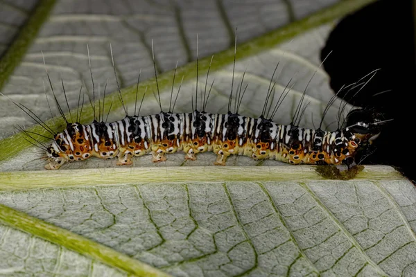 Vit Och Orange Cutworm Moth Caterpillar Familjen Noctuidae — Stockfoto