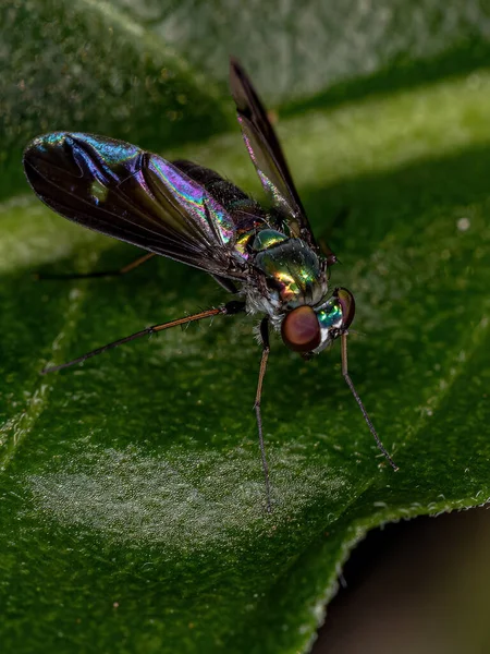 Ausgewachsene Langbeinfliege Der Familie Dolichopodidae — Stockfoto