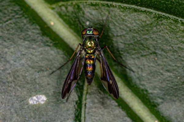 Terbang Berkaki Panjang Dari Keluarga Dolichopodidae — Stok Foto