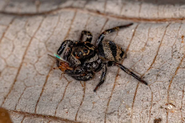 Malý Skákající Pavouk Rodu Corythalia Lovící Dospělou Samici Twing Mravenčí — Stock fotografie