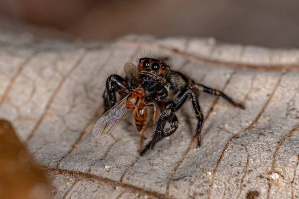 Pequena Aranha Saltadora Gênero Corythalia Presa Uma Fêmea Adulta Formiga — Fotografia de Stock