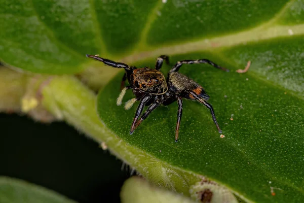 仙人掌属的小跳跃蜘蛛 — 图库照片