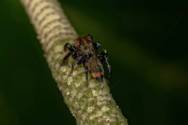 Pequena Aranha Saltadora Gênero Phiale — Fotografia de Stock