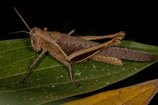 Abris Flavolineata 성인짧은 Grasshopper — 스톡 사진
