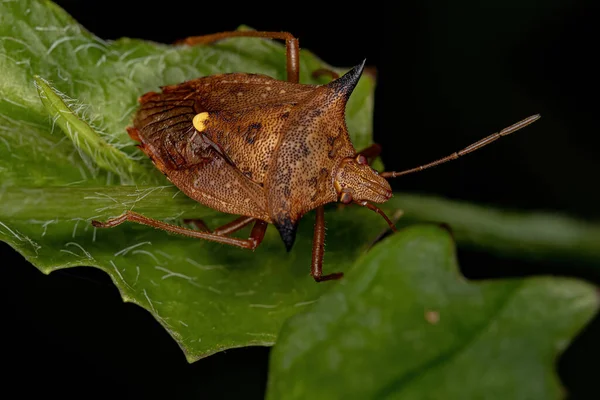 Ενηλίκων Stink Bug Του Γένους Euschistus — Φωτογραφία Αρχείου