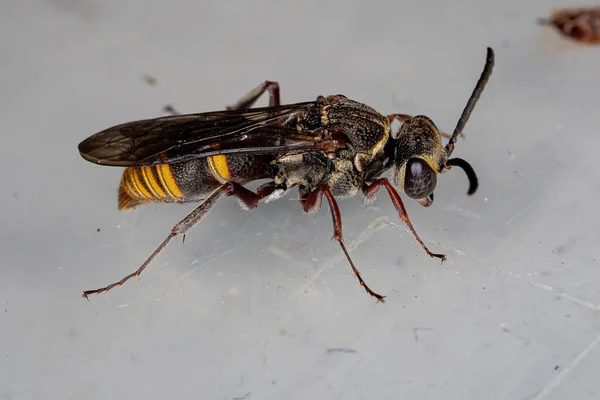 Kleine Erwachsene Wespe Aus Der Familie Der Crabronidae — Stockfoto