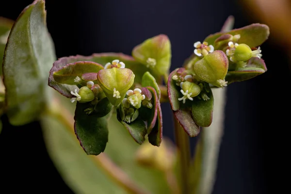 Hyssop Spurge Plant Species Euphorbia Hyssopifolia — стоковое фото