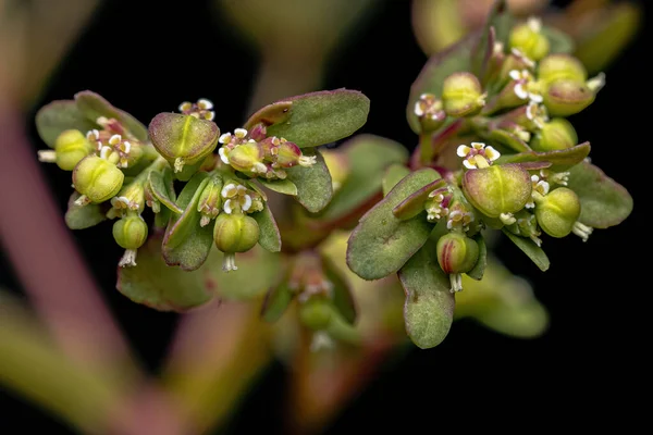 Hyssop Spurge Plant Species Euphorbia Hyssopifolia — стоковое фото