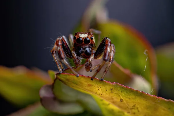 Male Adult Jumping Spider Genus Asaracus — 图库照片