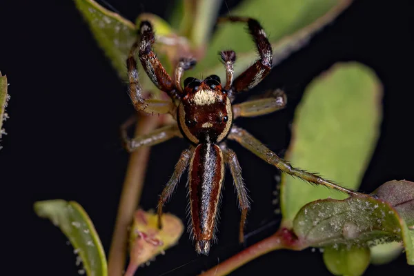 Araignée Sauteuse Adulte Mâle Genre Asaracus — Photo