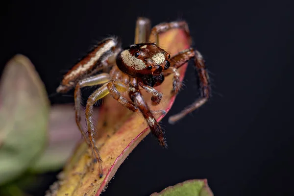 Male Adult Jumping Spider Genus Asaracus — Stock Photo, Image