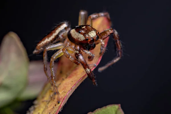 Masculino Adulto Saltando Aranha Gênero Asaracus — Fotografia de Stock