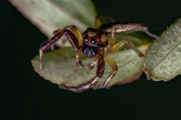 Masculino Adulto Saltando Aranha Gênero Asaracus — Fotografia de Stock