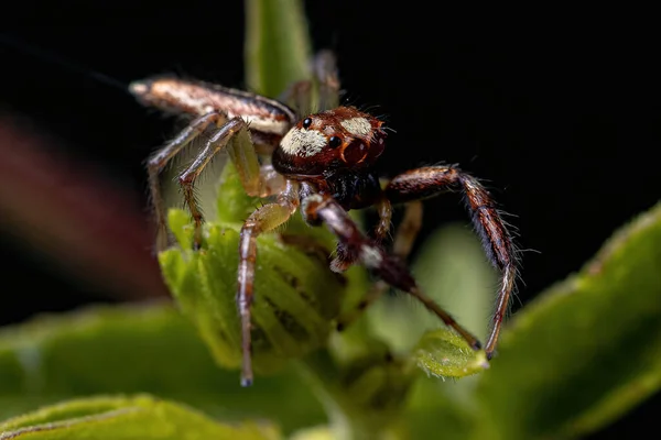 Male Adult Jumping Spider Genus Asaracus — Stock Photo, Image