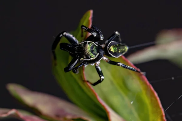 Pequeno Masculino Saltando Aranha Gênero Messua — Fotografia de Stock