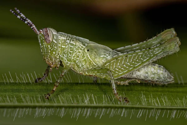 Short Horned Grasshopper Nymph Tribe Abracrini — Stock Photo, Image