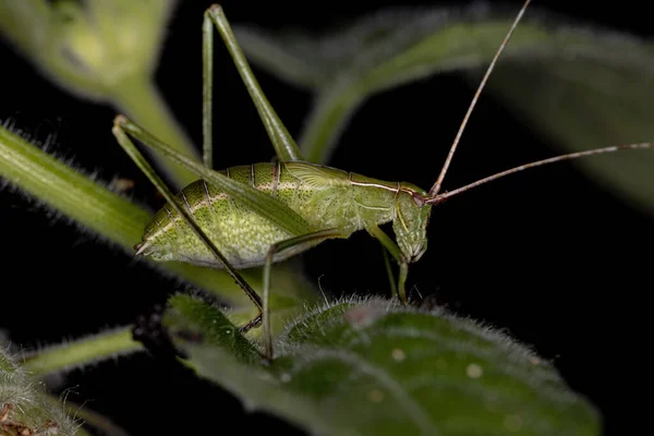 Fanerottero Katydid Ninfa Della Tribù Aniarellini — Foto Stock