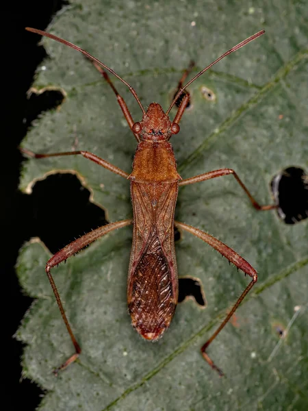 Dorośli Bug Szerokogłowy Gatunku Neomegalotomus Parvus — Zdjęcie stockowe