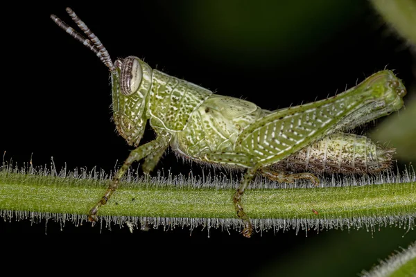 Grasshopper Chifres Curtos Ninfa Tribo Abracrini — Fotografia de Stock
