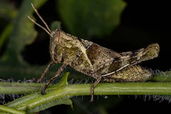 Ninfa Saltamontes Cuernos Cortos Tribu Abracrini —  Fotos de Stock