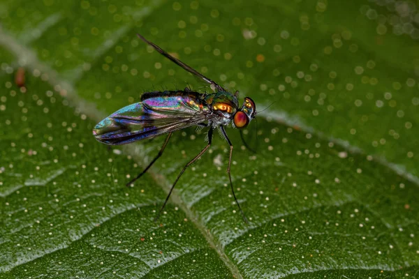 Dospělý Dlouhonohý Muška Čeledi Dolichopodidae — Stock fotografie