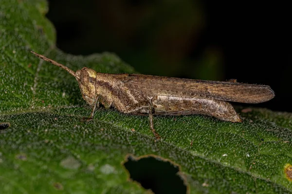 Ausgewachsene Kurzgehörnte Heuschrecke Des Stammes Abracrini — Stockfoto