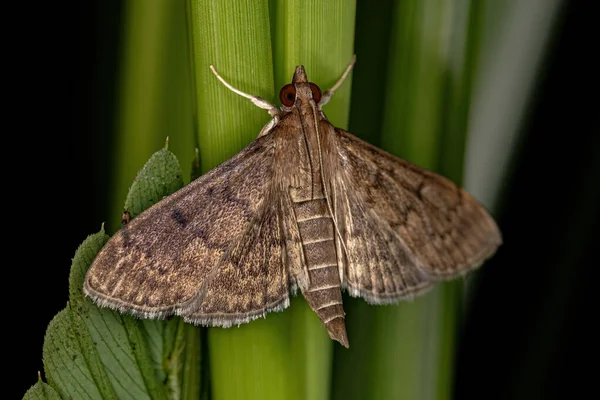 Adult Pearl Moth Της Φυλής Herpetogrammatini — Φωτογραφία Αρχείου