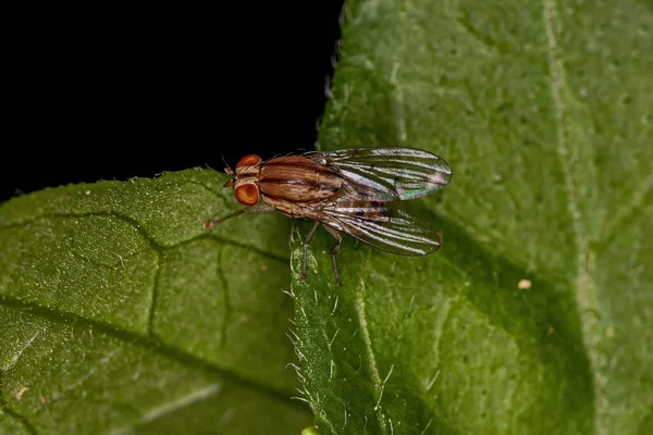 Dorośli Lauxaniid Mucha Rodziny Lauxaniidae — Zdjęcie stockowe