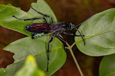 Pepsis cinsinden Yetişkin Tarantula-Şahin Eşek Arısı