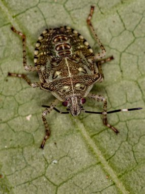 Sibaria armata türünün kokuşmuş böcek perisi.