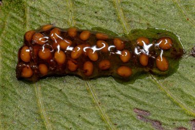 Jelatinimsi maddedeki küçük sarı tohumlar hayvan dışkısı tohum dağıtıcısı