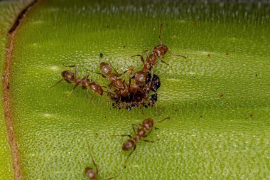 Cecropia 'nın bagajında Azteka cinsinden Yetişkin Cecropia Karıncaları