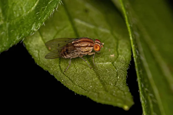 Adult Lauxaniid Fly Familia Lauxaniidae —  Fotos de Stock