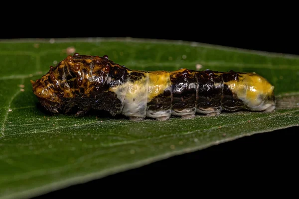 New World Giant Swallowtail Caterpillar Subgenus Heraclides Камуфляжи Напоминающие Птичий — стоковое фото