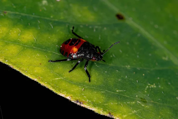 Rovdjur Stink Bug Nymph Underfamiljen Asopinae — Stockfoto