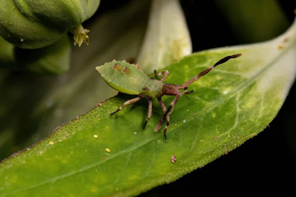 Bladpootjes Bug Nymph Van Het Geslacht Chariesterus — Stockfoto