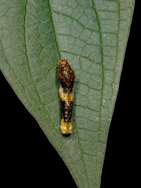Caterpillar Gigante Del Nuevo Mundo Del Subgénero Heráclides Que Camuflajes — Foto de Stock