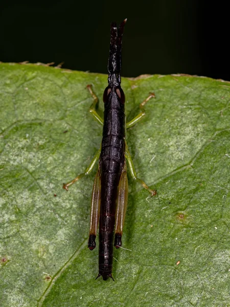 Spurthroat Toopick Grasshopper Nymph Genus Stenopola — 스톡 사진