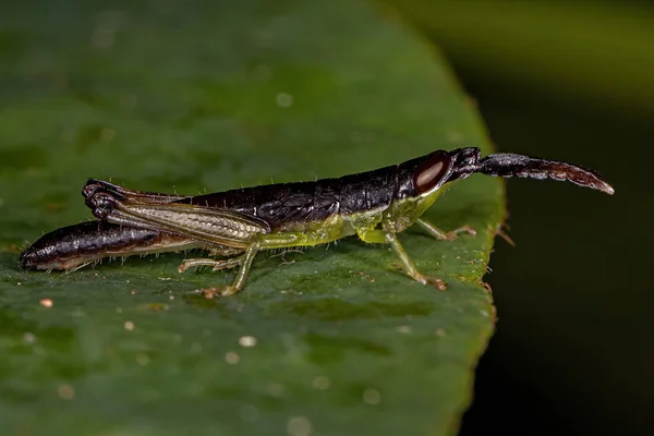 Spurthroat Toopick Grasshopper Nymph Genus Stenopola — 스톡 사진