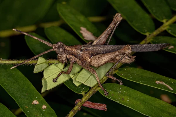 Adult Short Horned Grasshopper Subfamily Ommatolampidinae — Stock Photo, Image