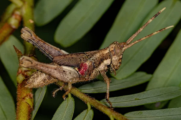 Sauterelle Cornes Courtes Nymphe Sous Famille Des Ommatolampidinae — Photo