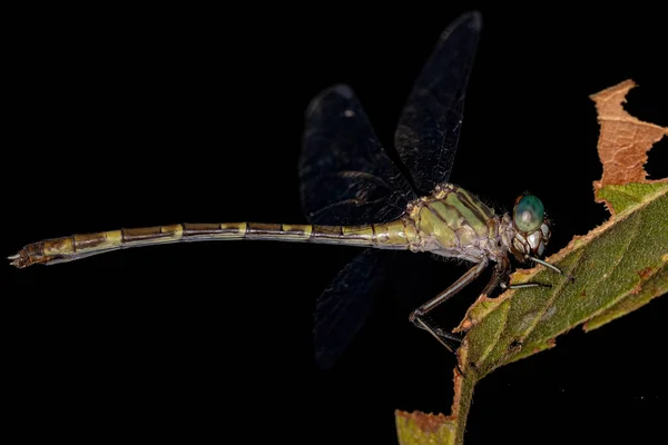 Libellula Coda Rondine Adulta Della Famiglia Gomphidae — Foto Stock