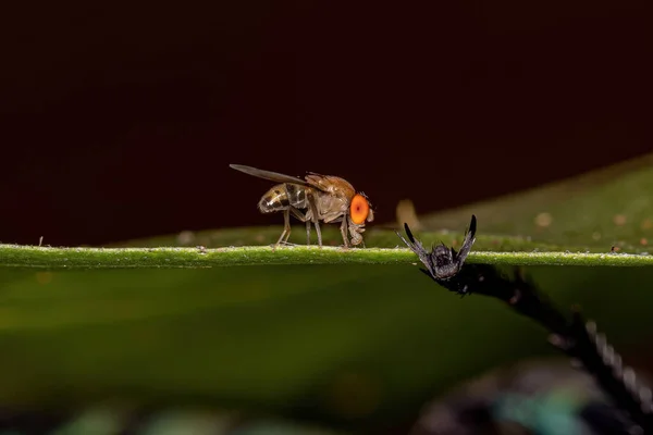 Взрослая Маленькая Фруктовая Муха Семейства Dellidae — стоковое фото