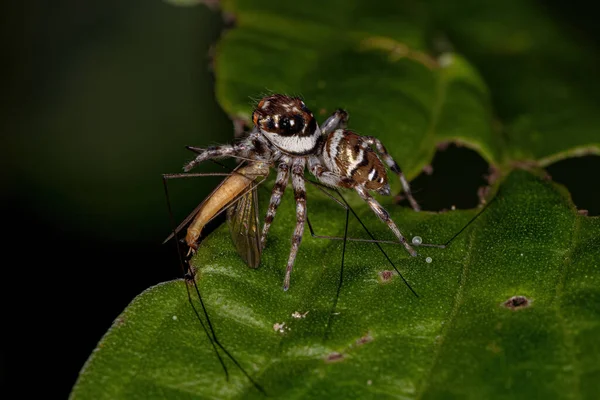 Small Jumping Spider Species Philira Micans Preying Fly — Stock Photo, Image