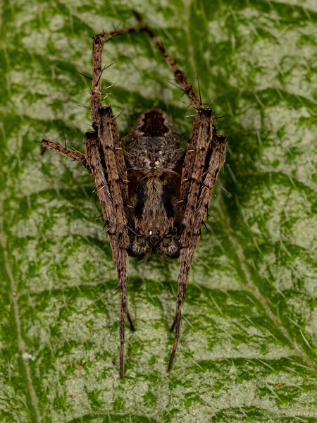 Volwassen Man Klassieke Orbweaver Van Het Geslacht Eustala — Stockfoto