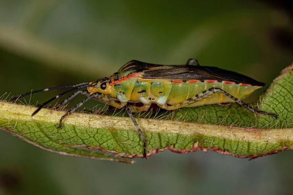 成虫の葉足 Acidomeria属のバグ — ストック写真