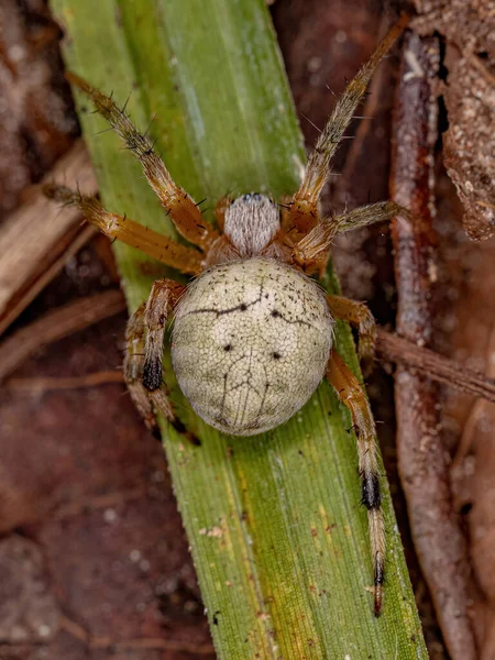 Liten Typisk Orbweaver Släktet Araneus — Stockfoto