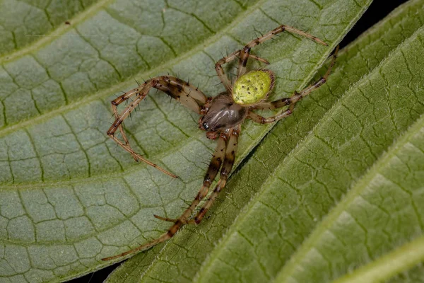 Petit Orbtisserand Typique Genre Dubiepeira — Photo