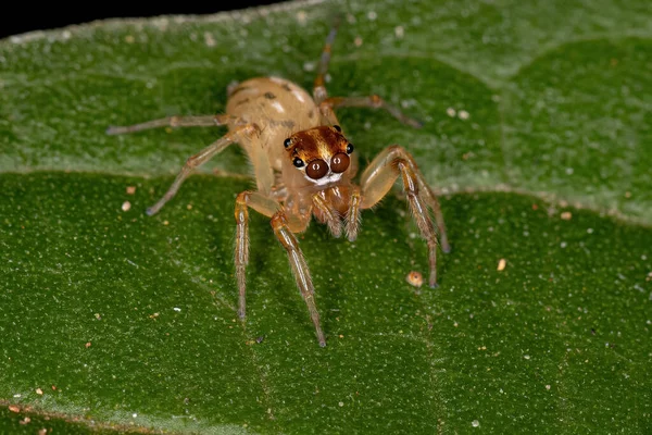 Dospělý Samice Skákající Pavouk Rodu Noegus — Stock fotografie