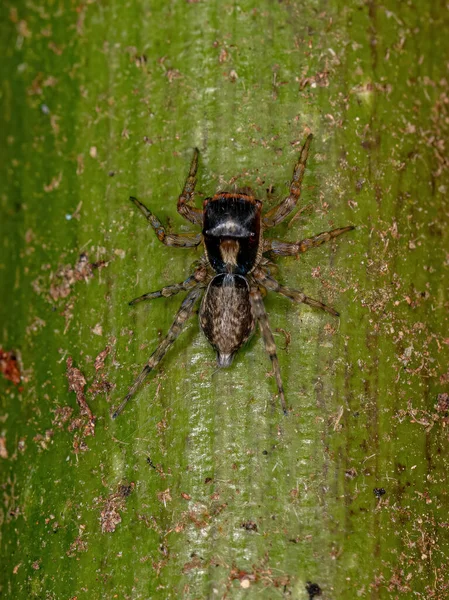 Adult Female Jumping Spider Species Maeota Dichrura — Stock Photo, Image